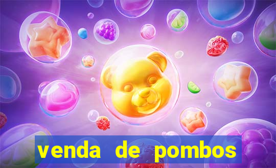 venda de pombos correios olx